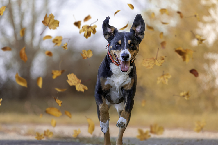 dog jumping