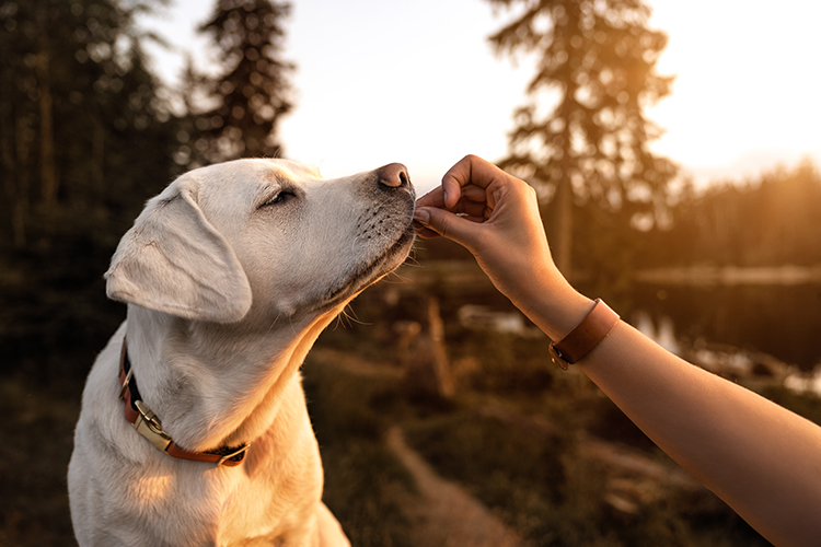 dog enjoying snack