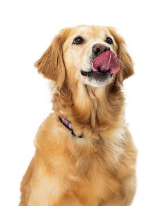 hungry golden retriever